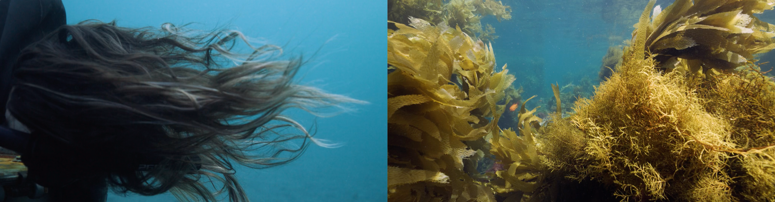 there are two frames, on the left a detail of hair floating underwater, on the right kelp underwater